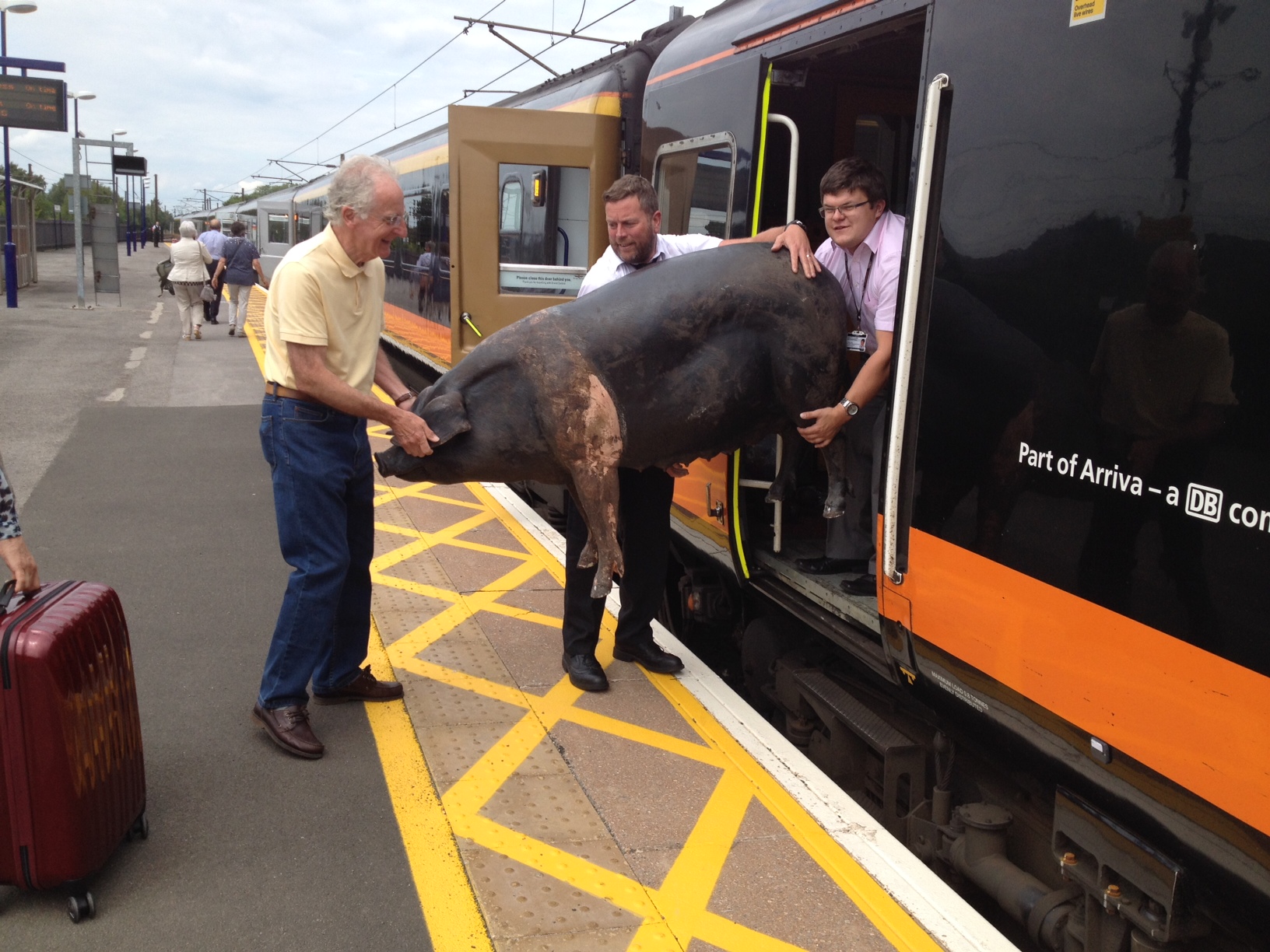 Herriot Pig on a train