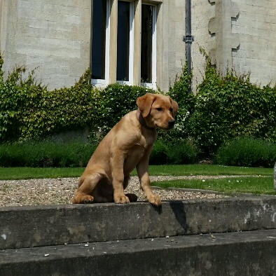 Labrador Russell barking commands at Stoke Rochford Hall