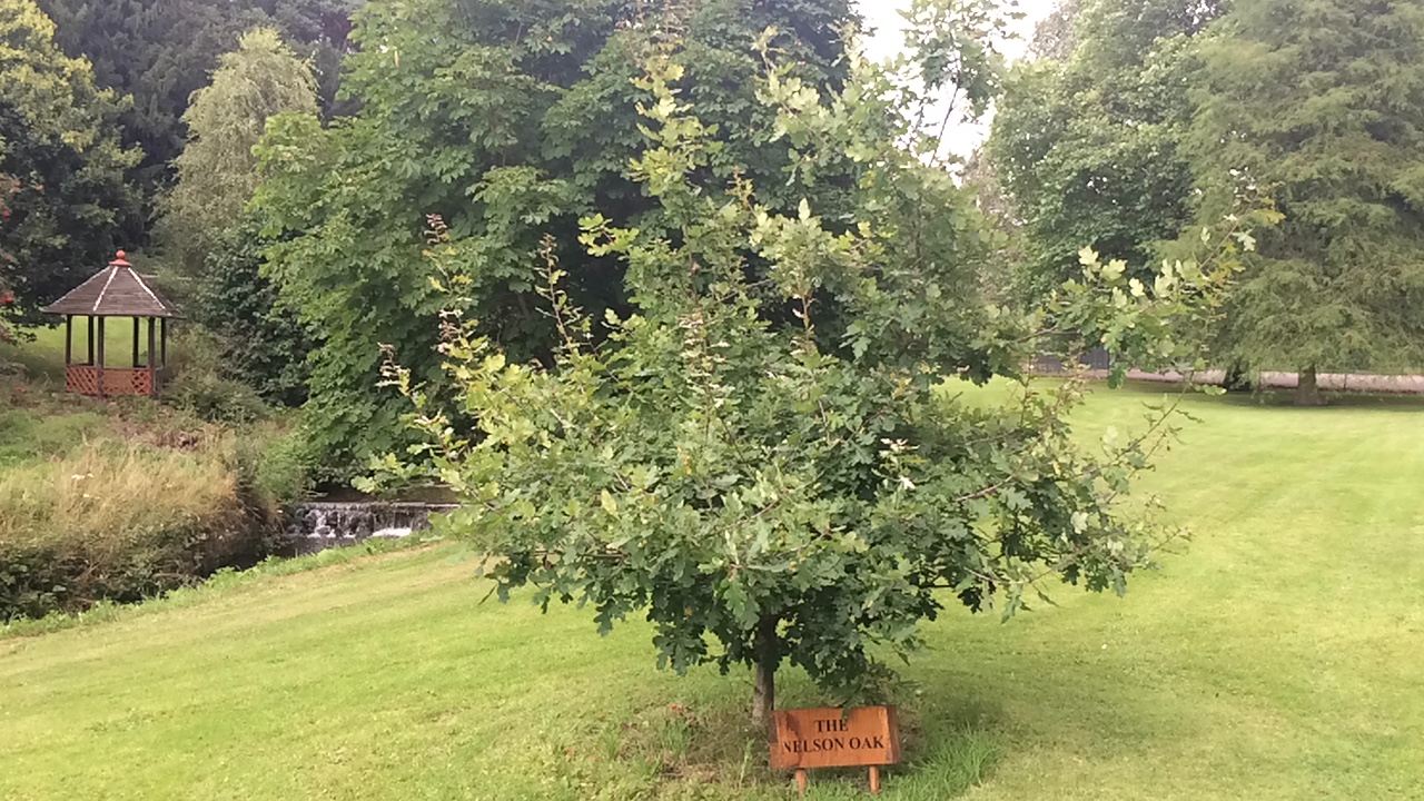 Nelson Oak at Sutton Hall Resort